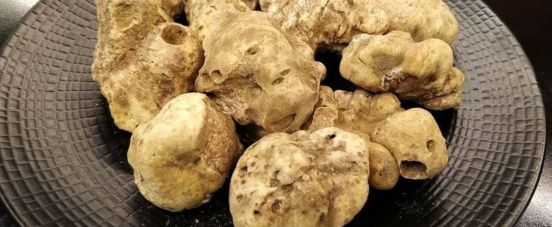 trufa blanca